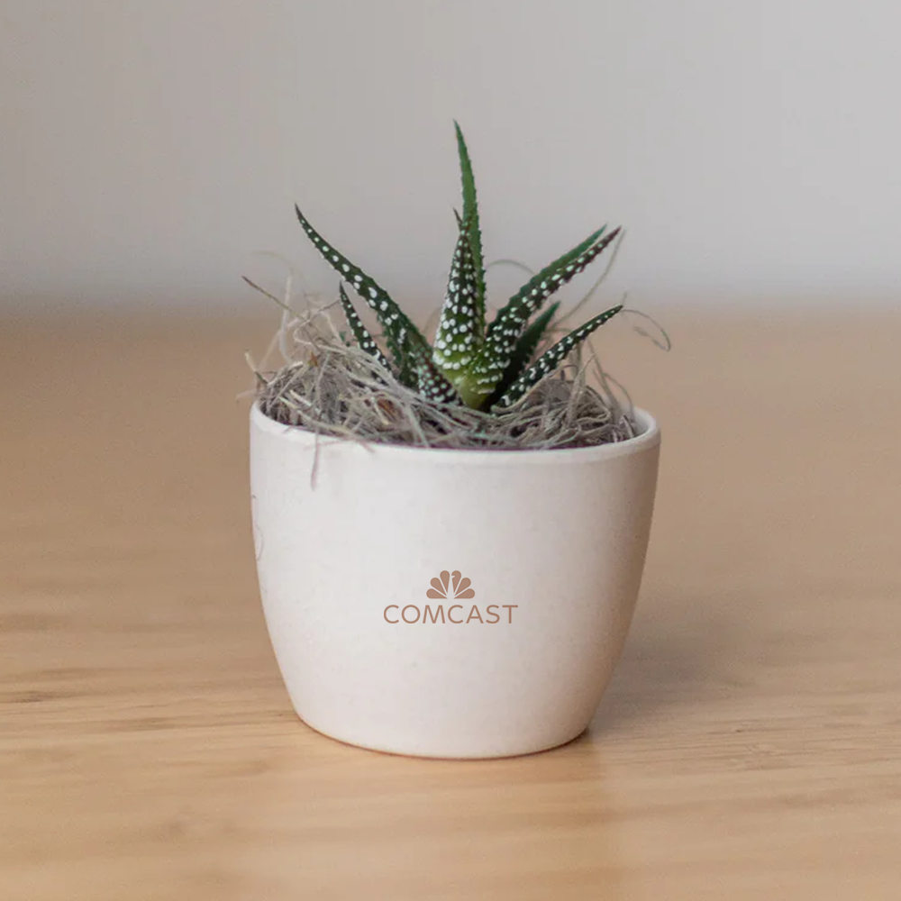 Comcast Miniature Desk Plant - Zebra Succulent