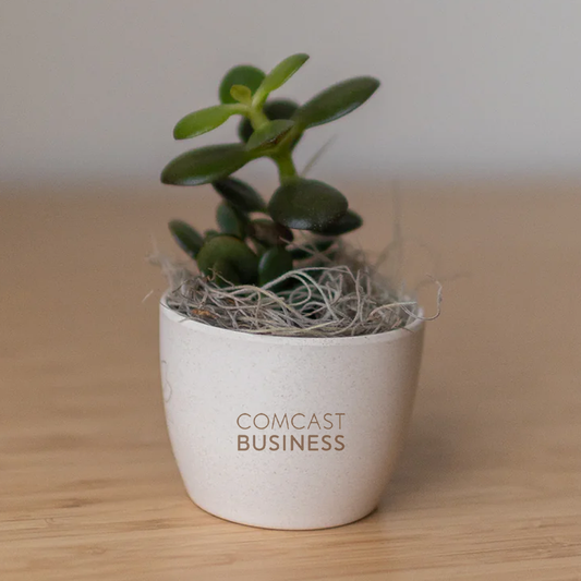 Miniature Desk Plant - Jade