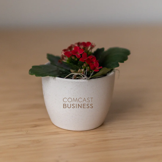 Miniature Desk Plant - Blooming Kalanchoe