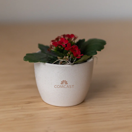 Comcast Miniature Desk Plant - Blooming Kalanchoe