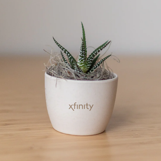 Miniature Desk Plant - Zebra Succulent