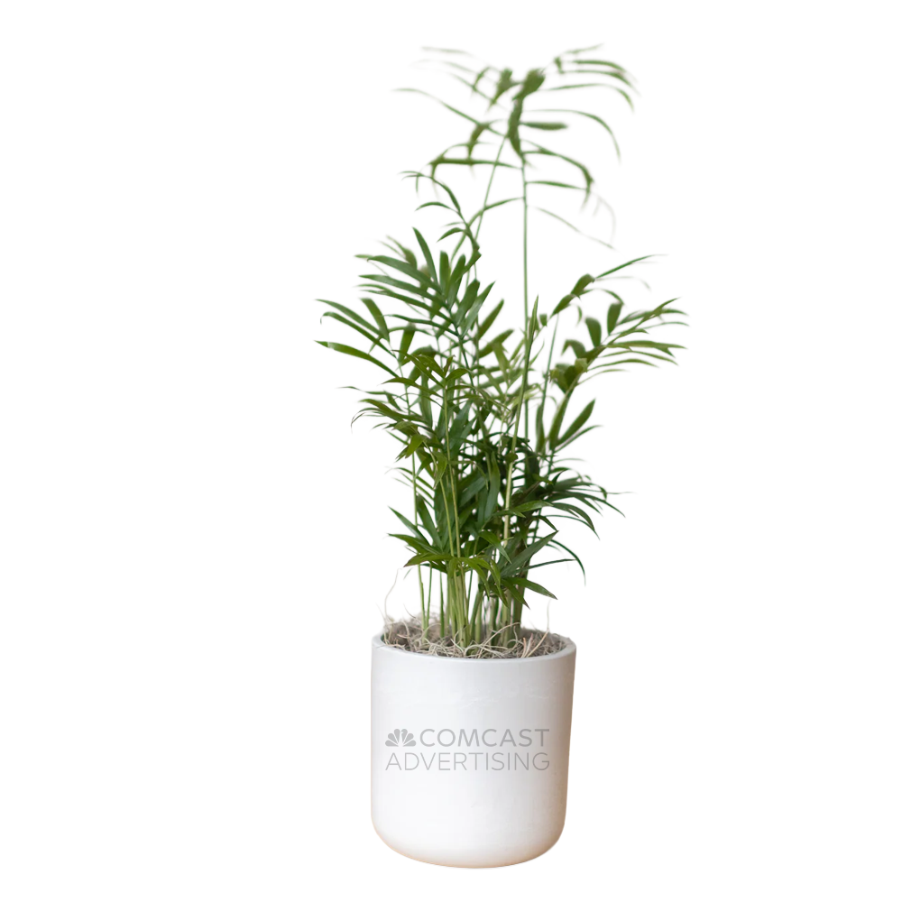 Comcast Advertising Large Desk Plant