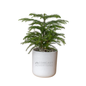 Comcast Advertising Large Desk Plant