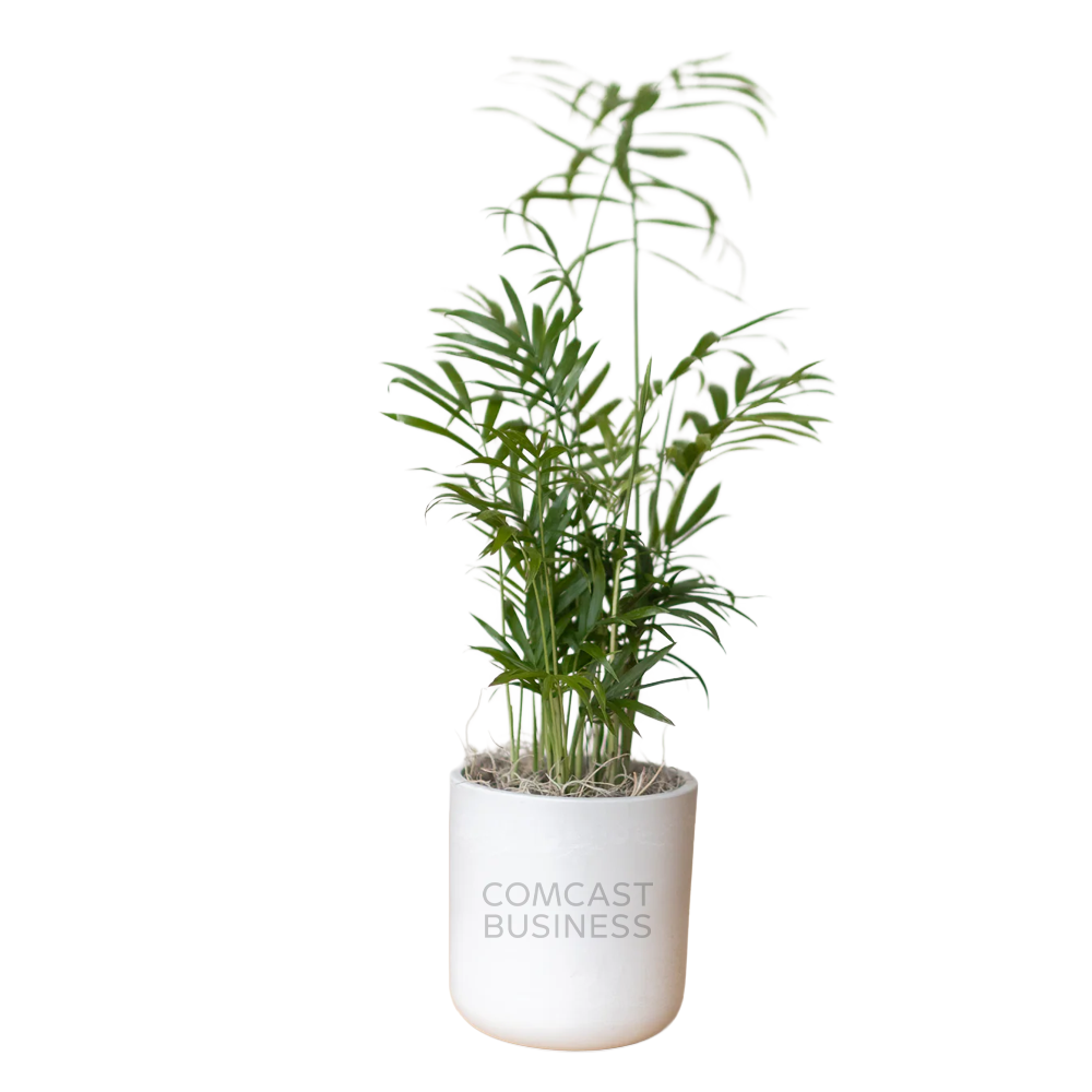 Comcast Business Large Desk Plant