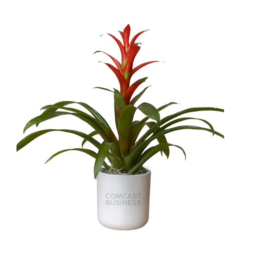 Comcast Business Large Desk Plant