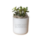 Comcast Business Large Desk Plant