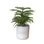 Comcast Business Large Desk Plant