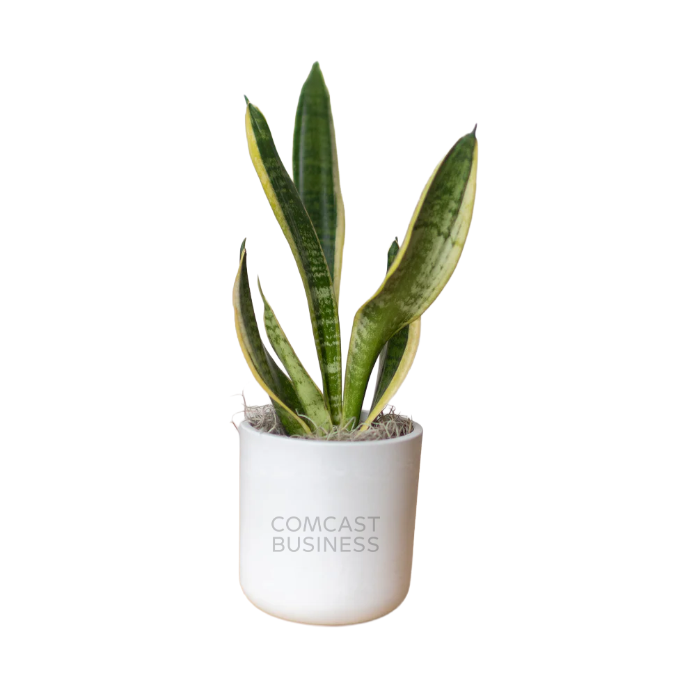 Comcast Business Large Desk Plant