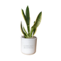 Comcast Business Large Desk Plant