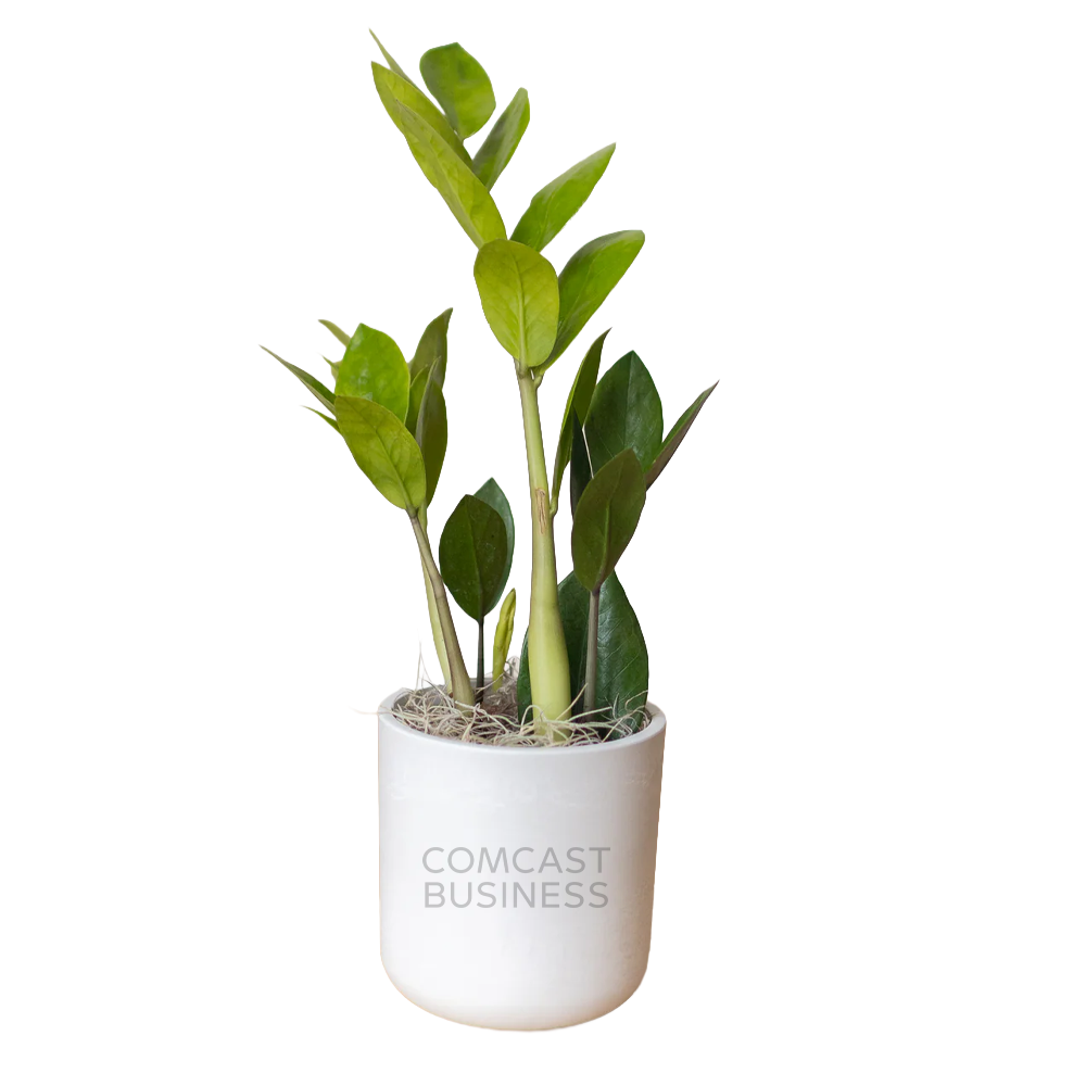 Comcast Business Large Desk Plant