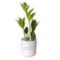 Comcast Business Large Desk Plant