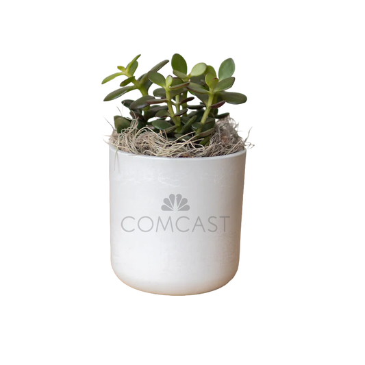 Comcast Large Desk Plant