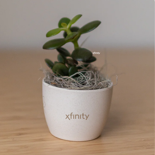 Xfinity Miniature Desk Plant - Jade