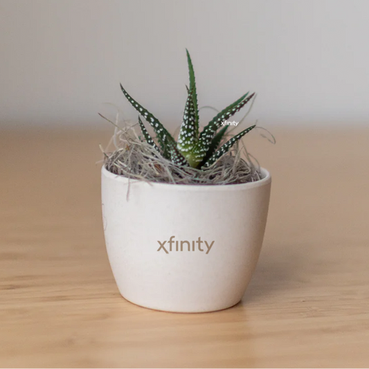 Xfinity Miniature Desk Plant - Zebra Succulent