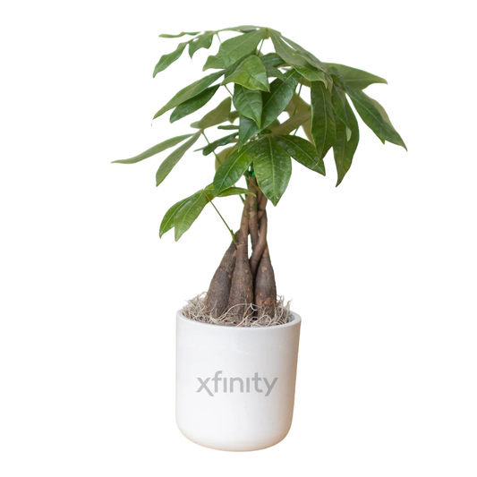 Xfinity Large Desk Plant