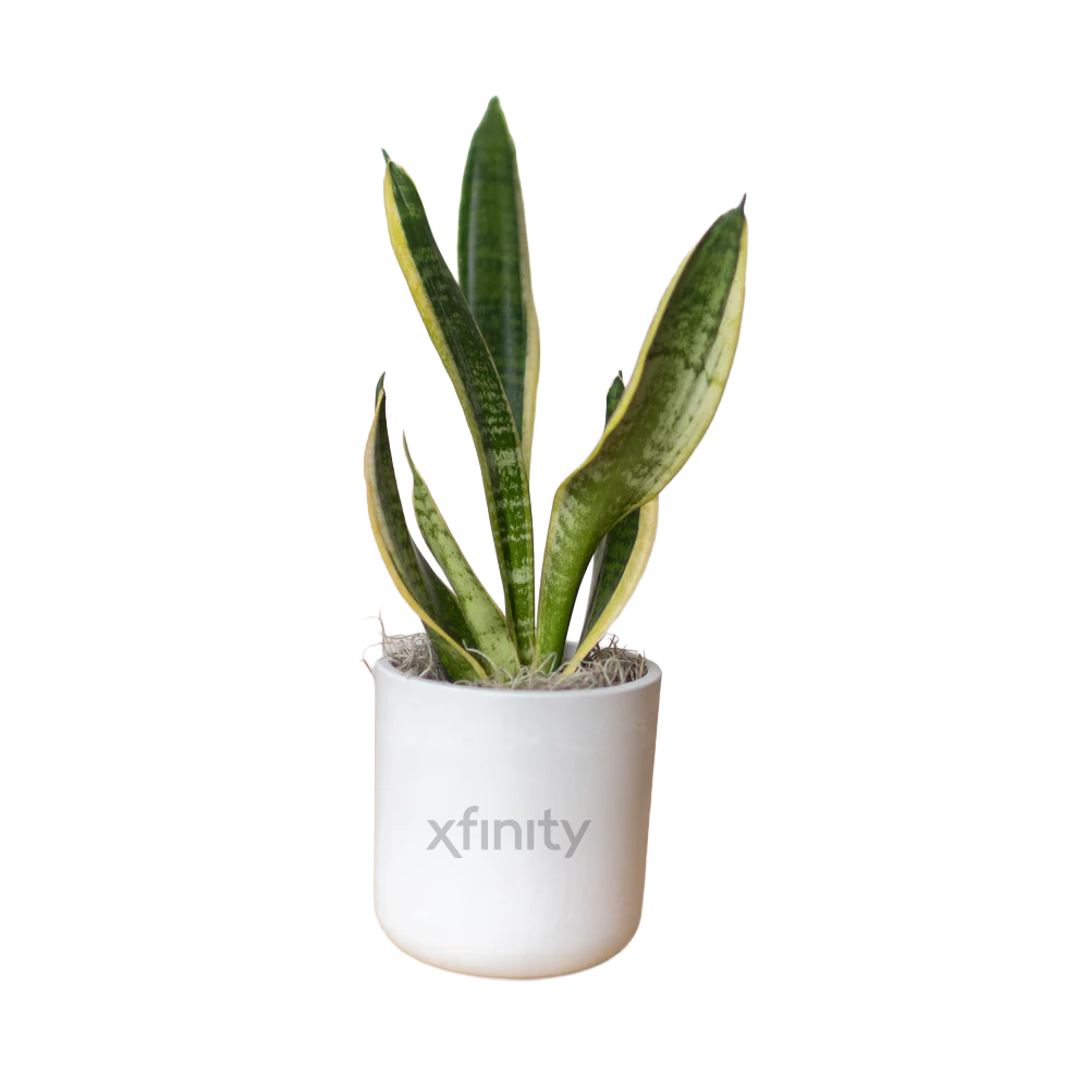 Xfinity Large Desk Plant